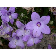 campanula fragilis cirillo