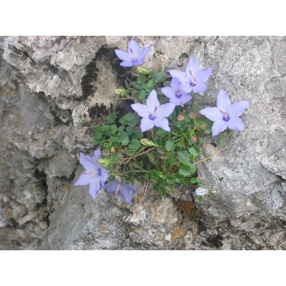 campanula fragilis cirillo