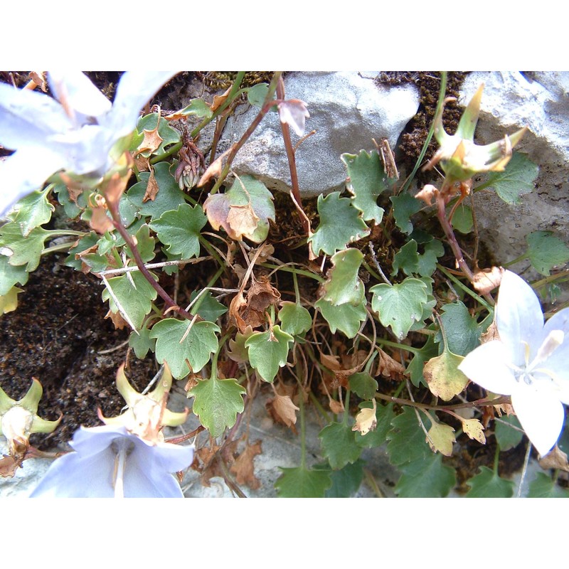 campanula fragilis cirillo