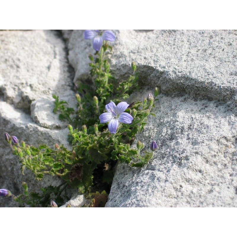 campanula garganica ten.