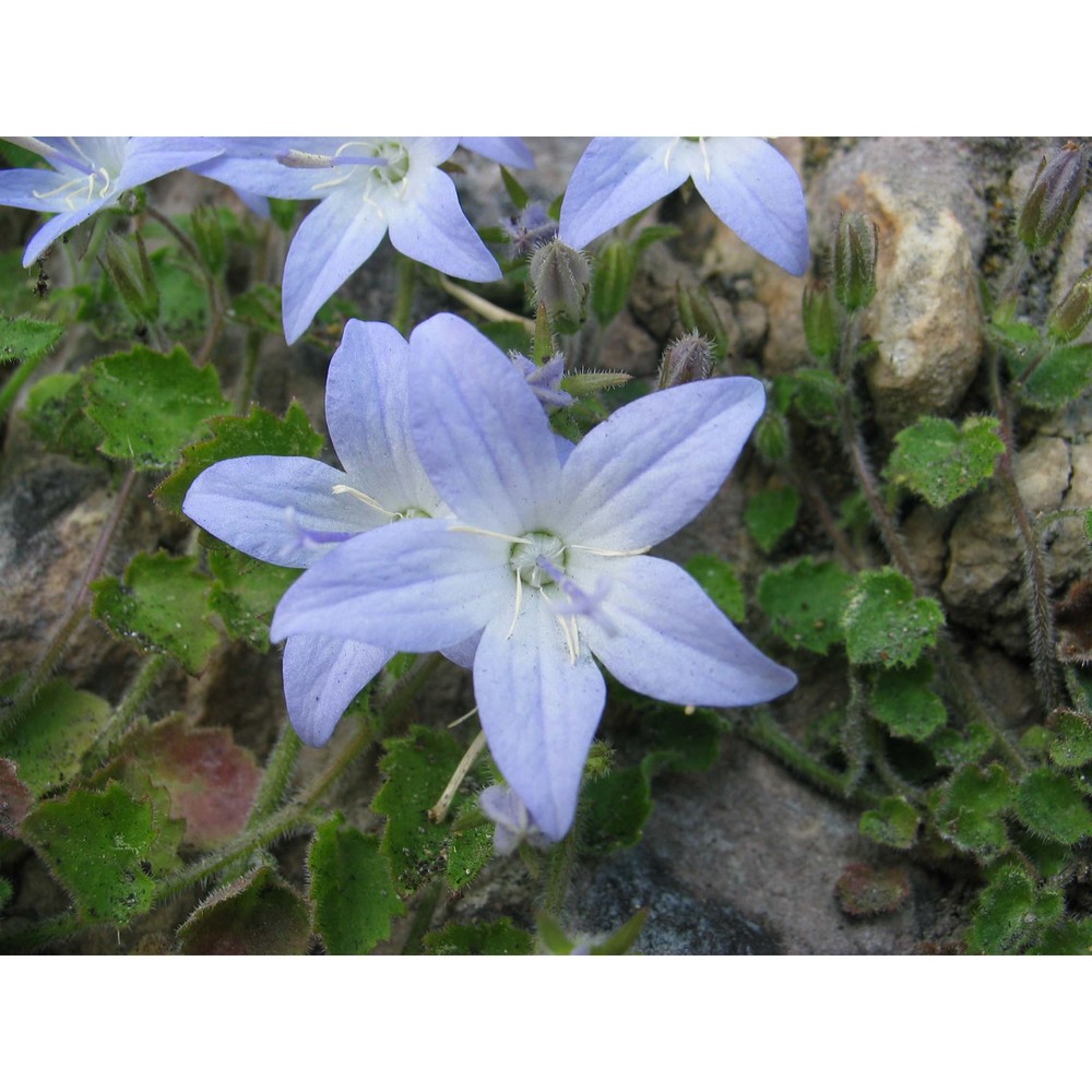 campanula garganica ten.