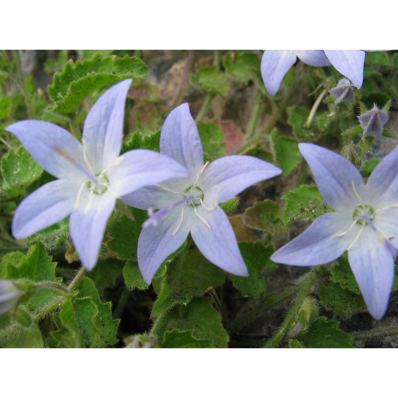 campanula garganica ten.