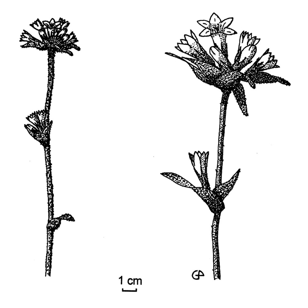 campanula glomerata l.