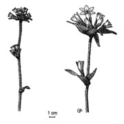 campanula glomerata l.