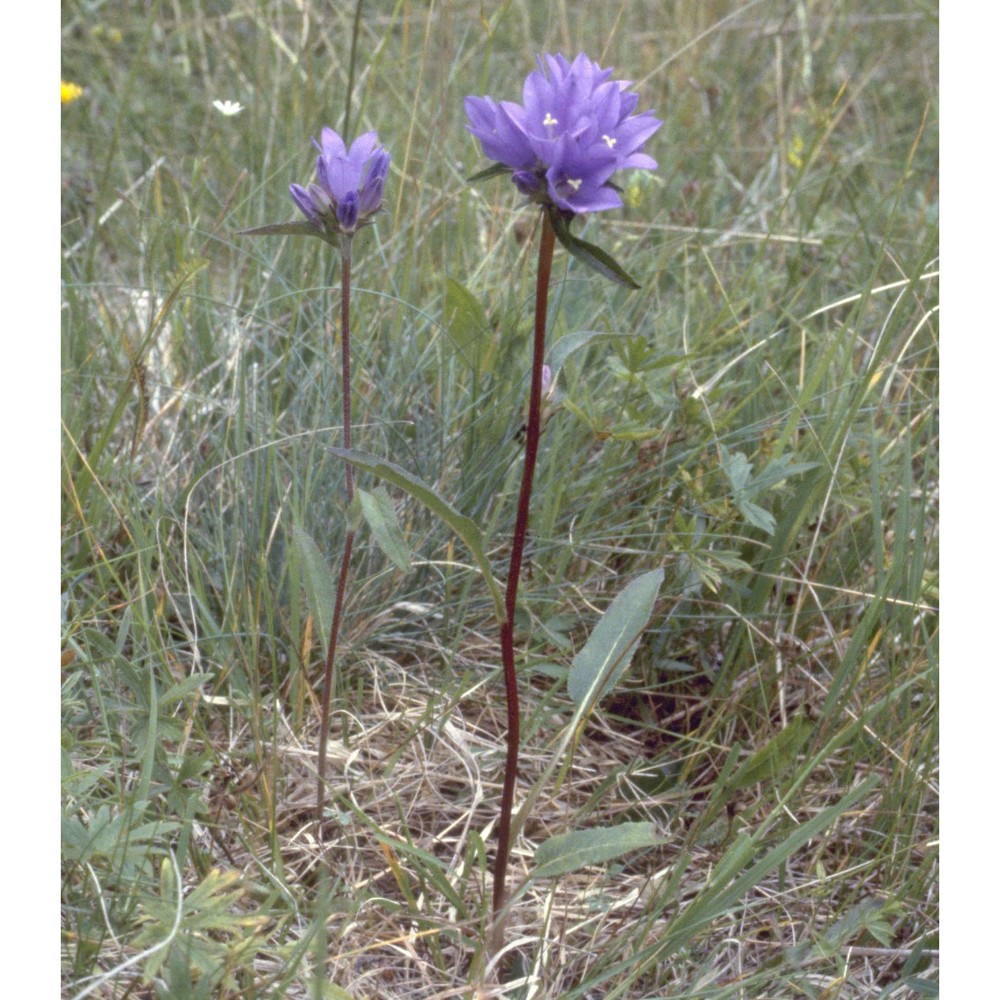 campanula glomerata l.