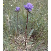 campanula glomerata l.