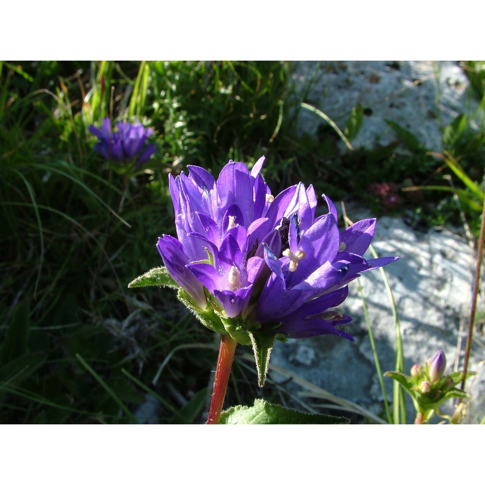 campanula glomerata l.