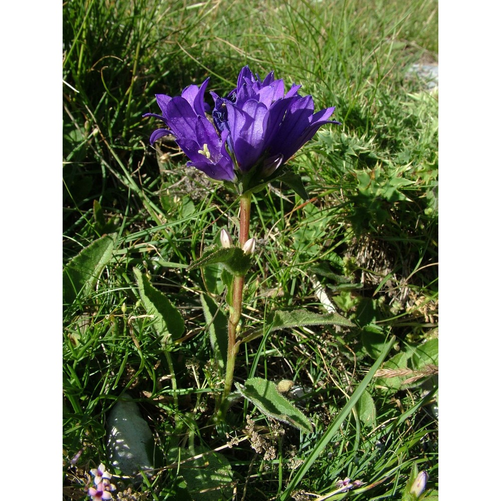 campanula glomerata l.