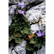 campanula isophylla moretti