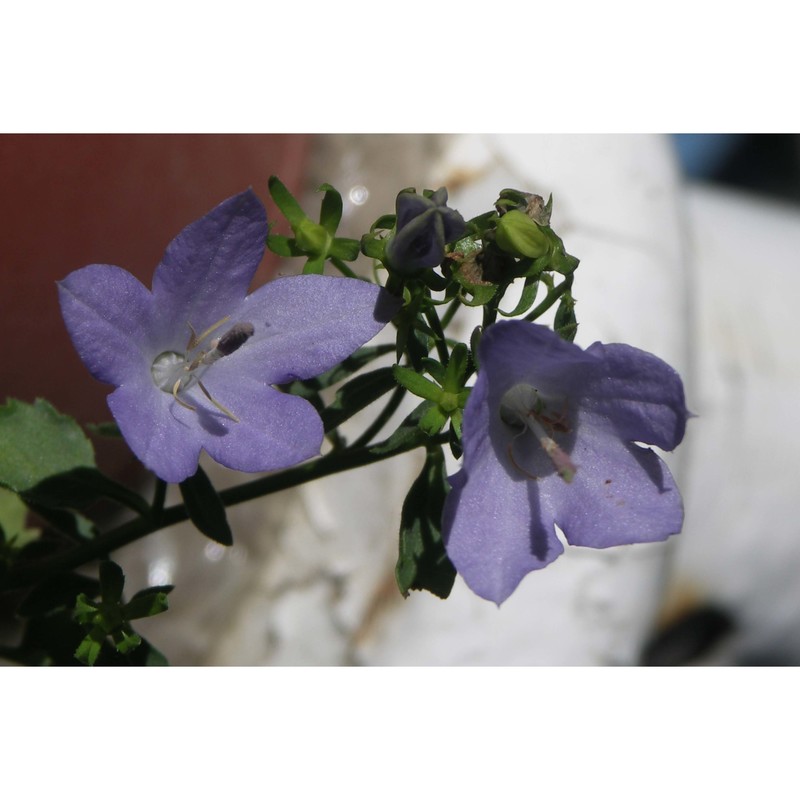 campanula isophylla moretti