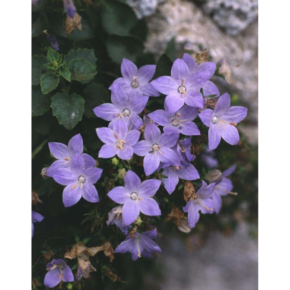 campanula isophylla moretti