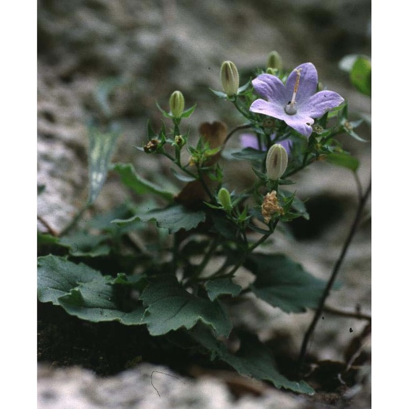 campanula isophylla moretti