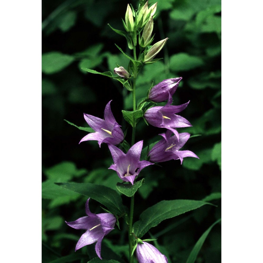 campanula latifolia l.