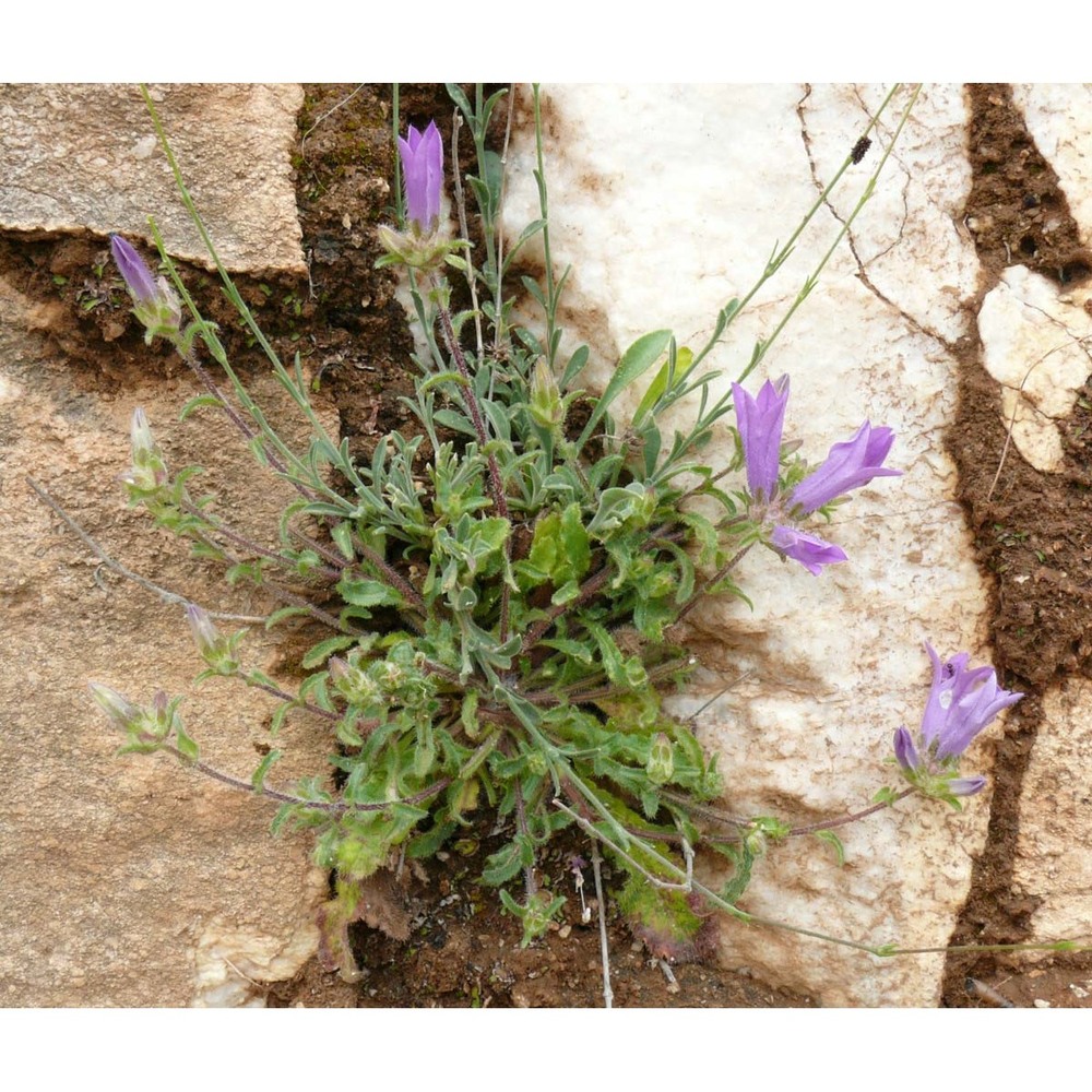 campanula lingulata waldst. et kit.