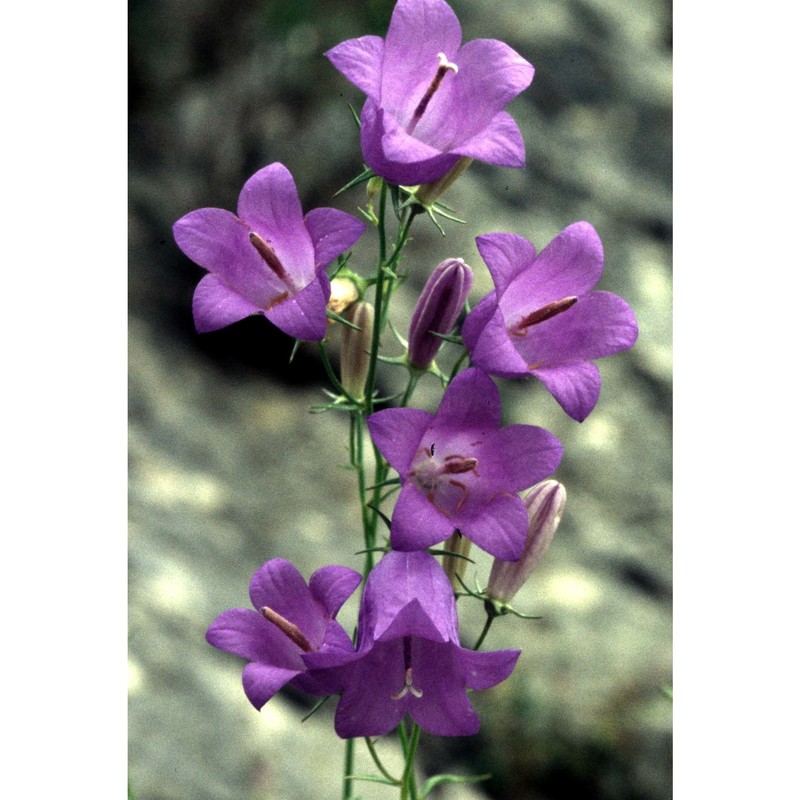 campanula macrorhiza j. gay ex a. dc.