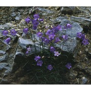 campanula macrorhiza j. gay ex a. dc.