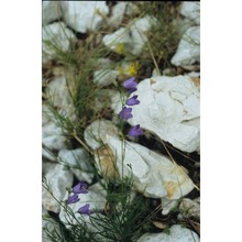 campanula marchesettii witasek