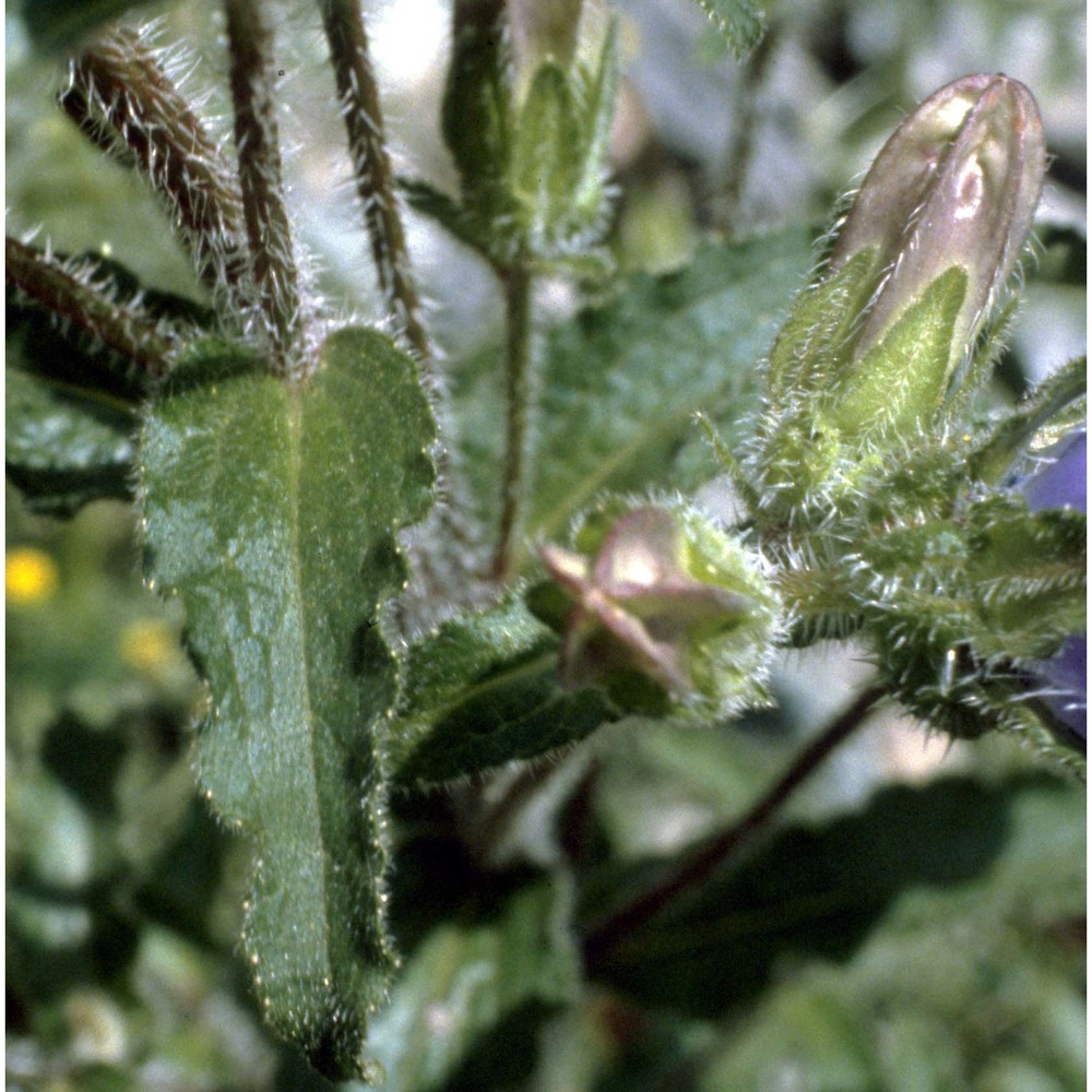 campanula medium l.