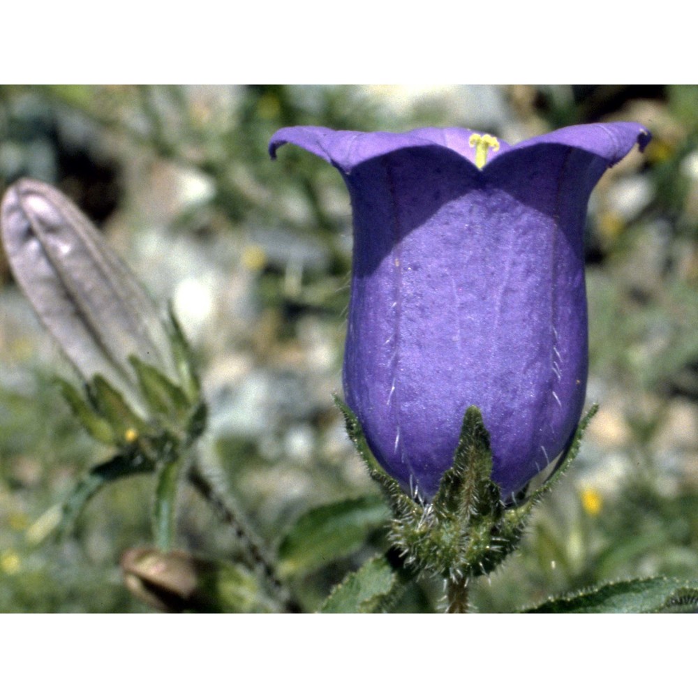 campanula medium l.