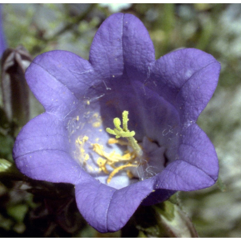 campanula medium l.