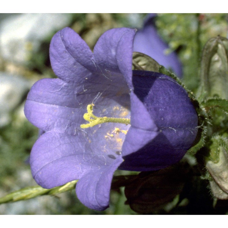 campanula medium l.