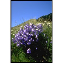 campanula micrantha bertol.