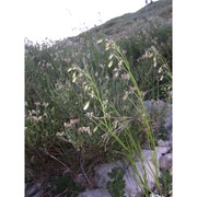 campanula micrantha bertol.