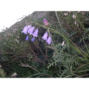 campanula micrantha bertol.