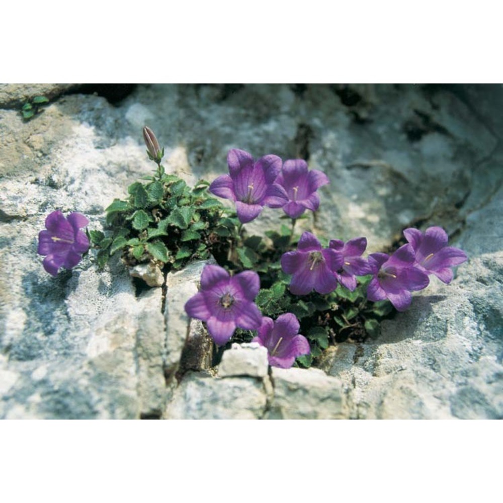 campanula morettiana rchb.