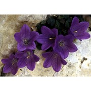 campanula morettiana rchb.