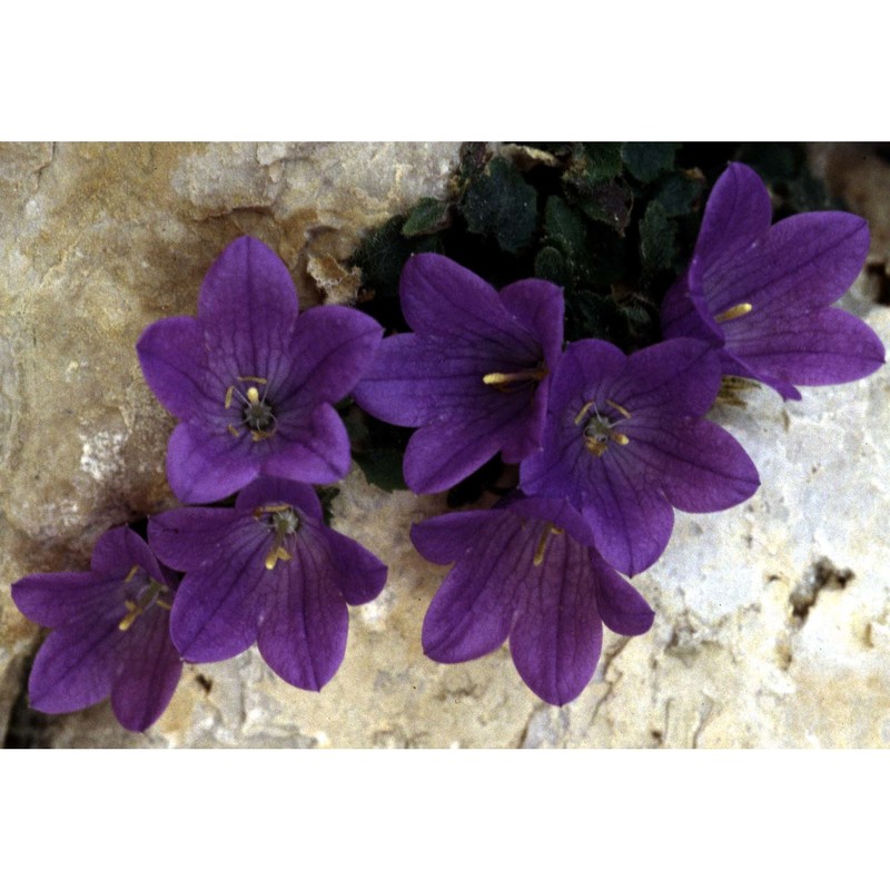 campanula morettiana rchb.