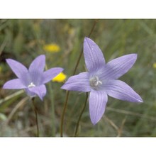 campanula patula l.