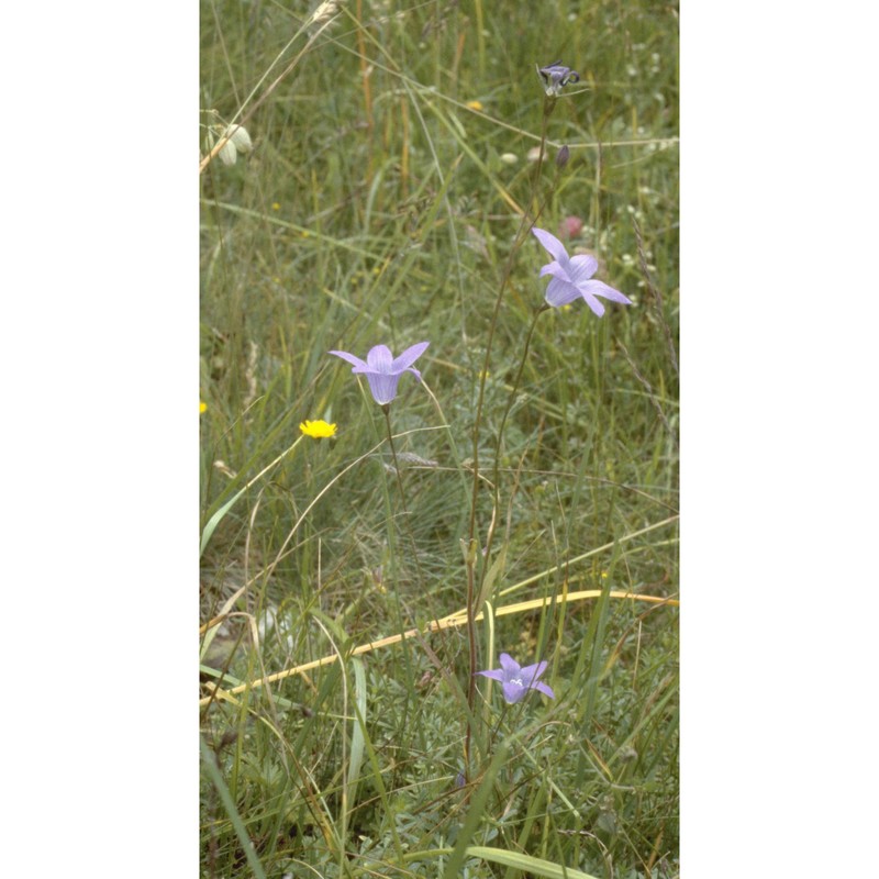 campanula patula l.