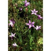 campanula patula l.