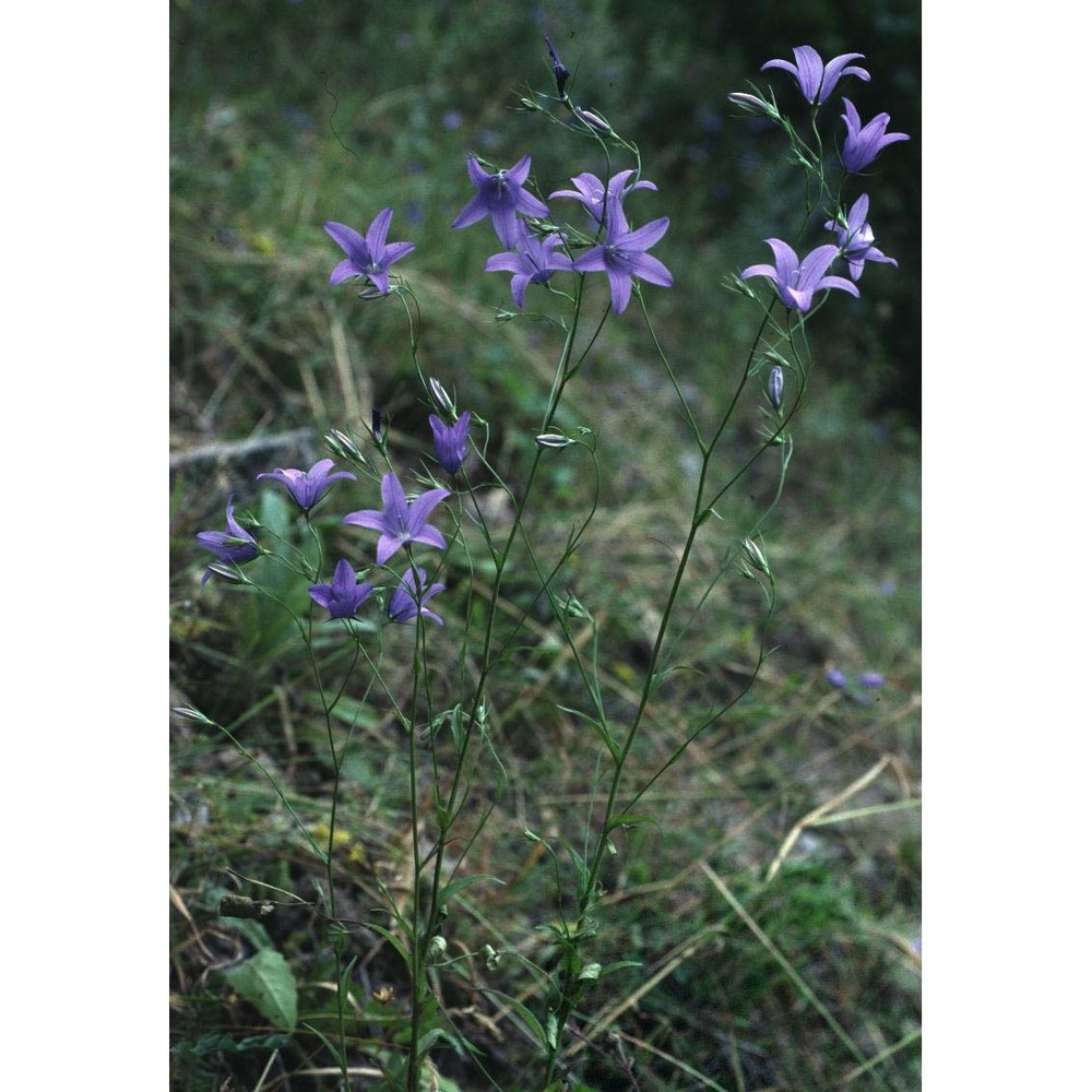 campanula patula l.