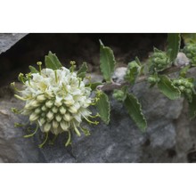 campanula petraea l.