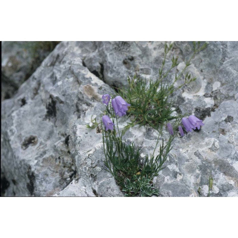 campanula pseudostenocodon lacaita