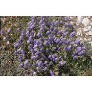 campanula pseudostenocodon lacaita