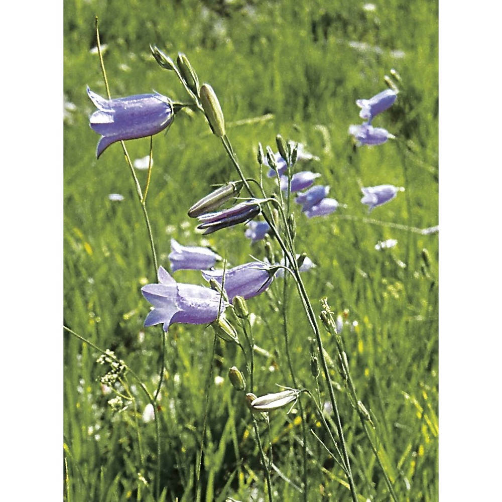 campanula pseudostenocodon lacaita