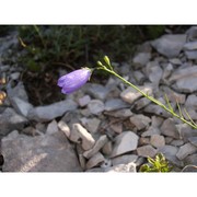 campanula pseudostenocodon lacaita