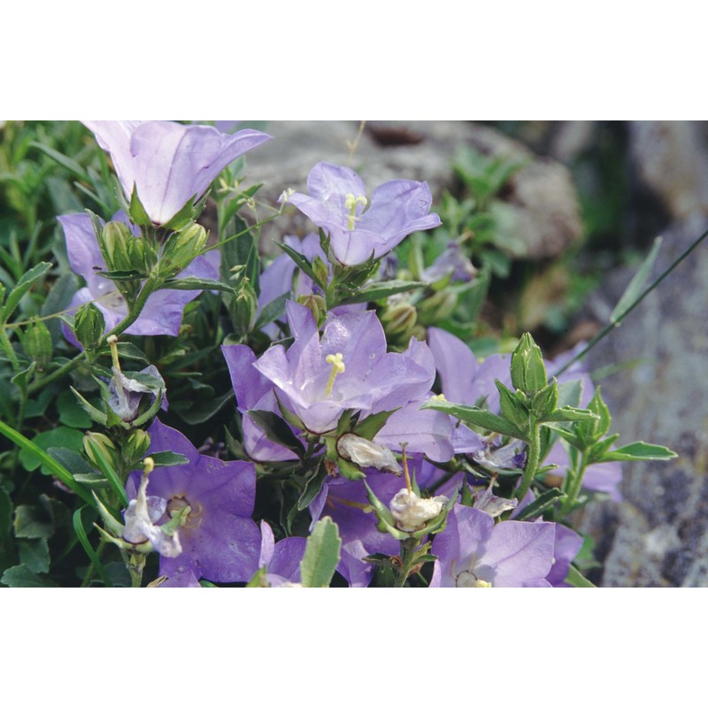 campanula raineri perp.