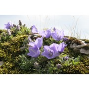 campanula raineri perp.