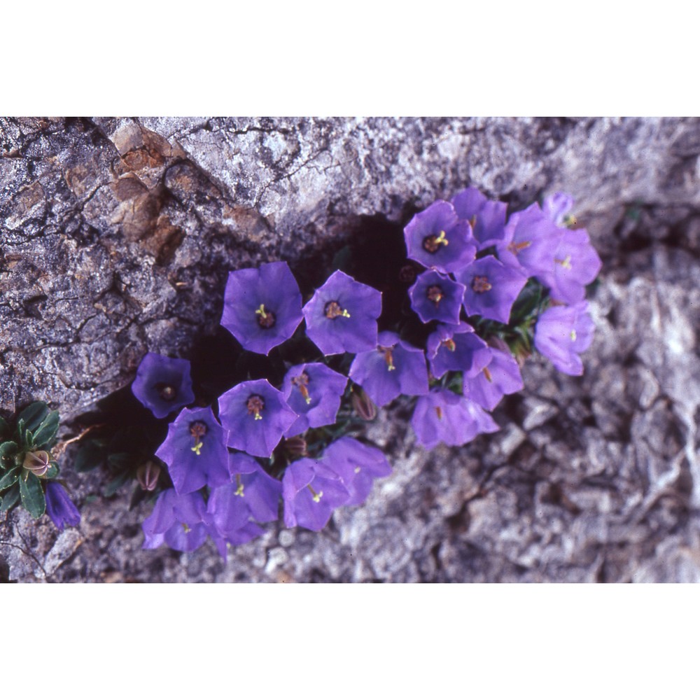 campanula raineri perp.