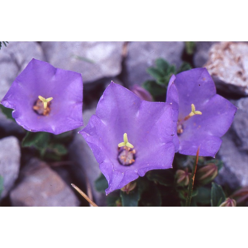 campanula raineri perp.