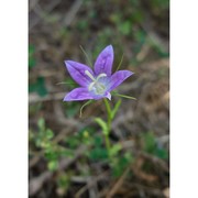 campanula ramosissima sibth. et sm.