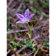 campanula ramosissima sibth. et sm.