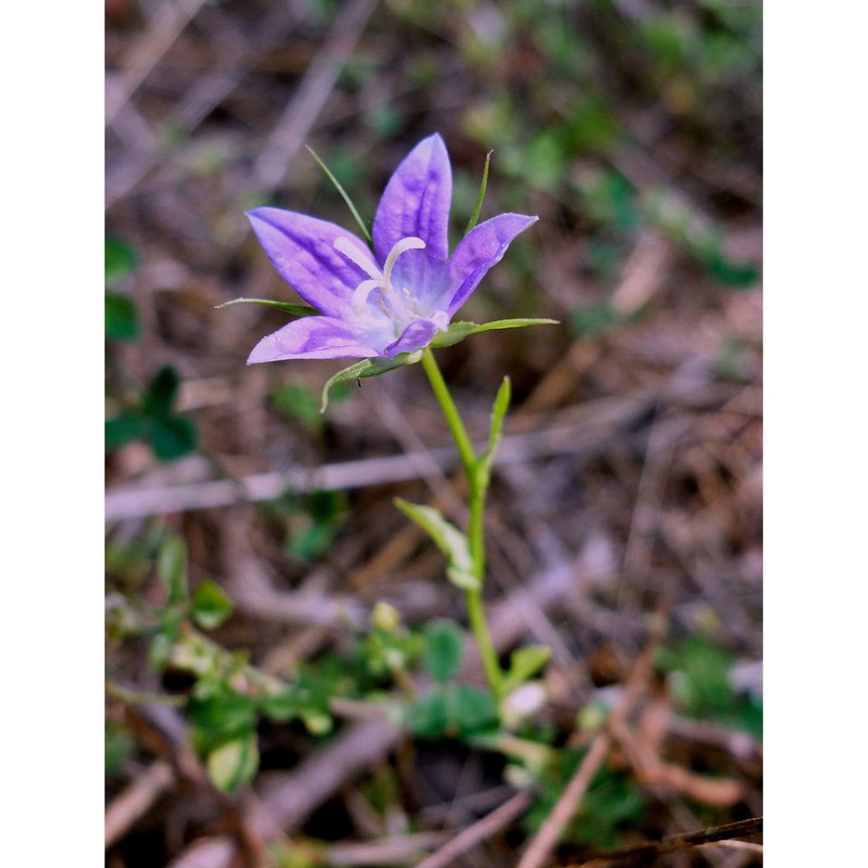 campanula ramosissima sibth. et sm.