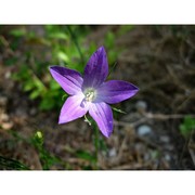 campanula ramosissima sibth. et sm.