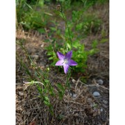 campanula ramosissima sibth. et sm.