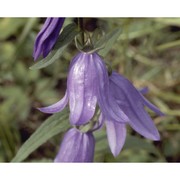 campanula rapunculoides l.